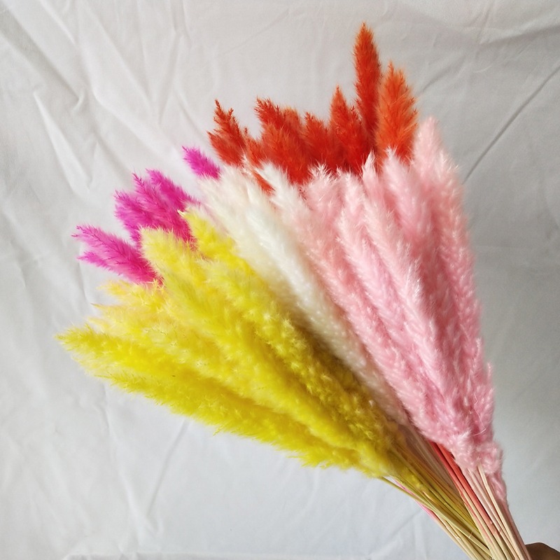 Pampas Grass Decor - Natuurlijk gedroogd Pampasgras Multicolor, pluizige rietstelen