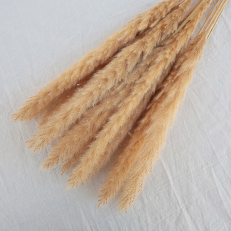 Natuurlijk gedroogd Pampasgras - Pampas Grass Decor recensie en prijs