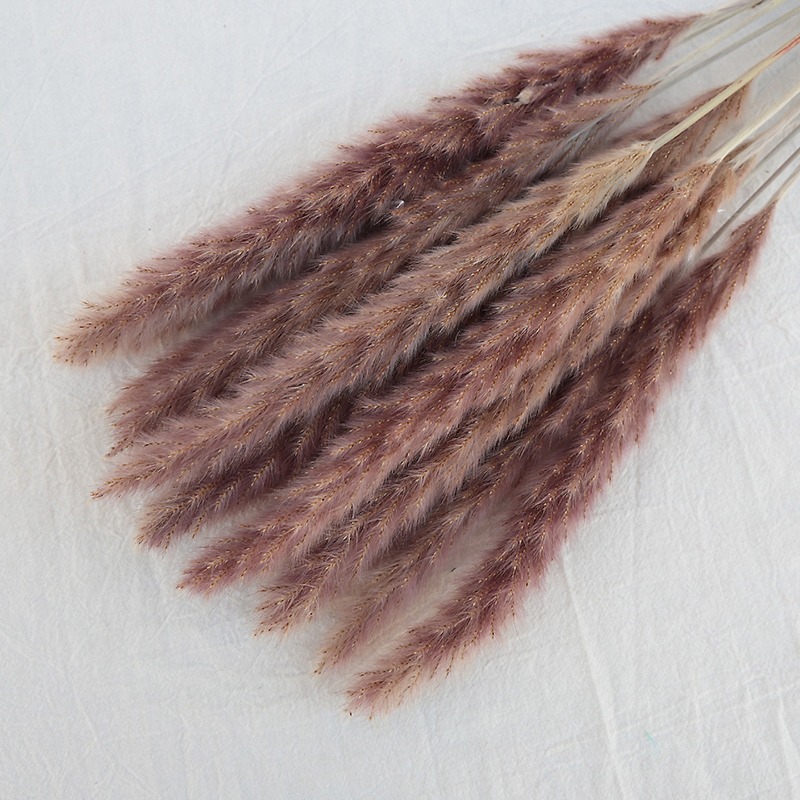 Natuurlijk gedroogd Pampasgras - Pampas Grass Decor recensie en prijs